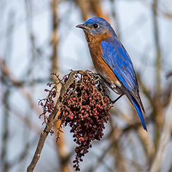 Bluebird perching